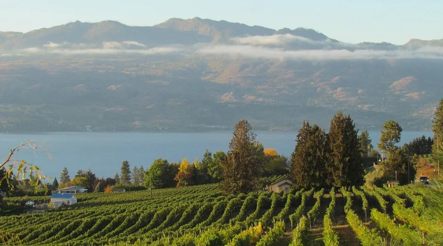 Little Straw Vineyards overlooking Okanagan Lake West Kelowna